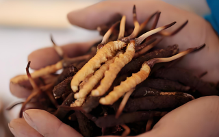 冬蟲夏草鮮草幾月份采挖？產(chǎn)地與時(shí)節(jié)的奧秘