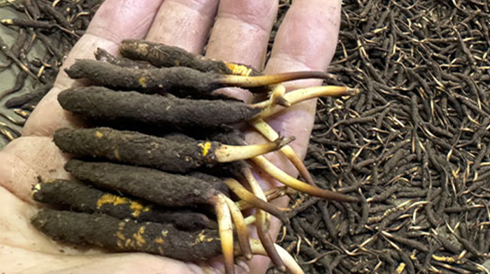 冬蟲夏草菇鮮能凍嗎？冷凍保存全解析