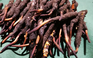 新鮮冬蟲夏草哪里買？全渠道選購指南