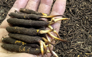 冬蟲夏草菇鮮能凍嗎？冷凍保存全解析