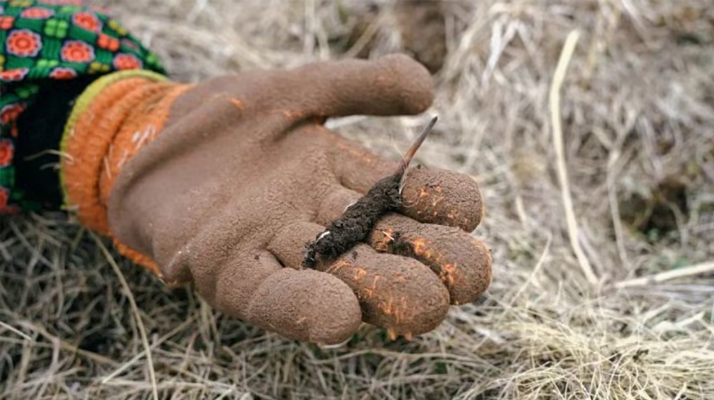 探秘純野生新鮮飽滿冬蟲夏草:自然饋贈(zèng)的滋補(bǔ)瑰寶