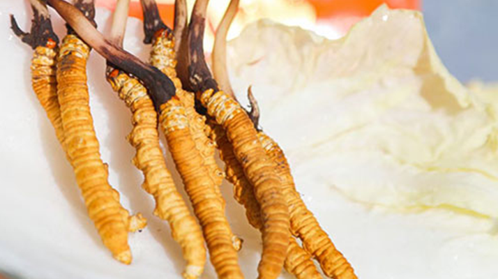 冬蟲夏草鮮草一般哪里有？多渠道獲取指南