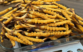 冬蟲夏草鮮草收購價(jià)格解析：影響因素與市場動(dòng)態(tài)