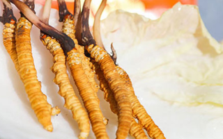 冬蟲夏草鮮草一般哪里有？多渠道獲取指南