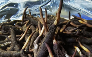 新鮮冬蟲(chóng)夏草能放多久吃？一文掌握儲(chǔ)存與食用期限