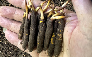 3000 條蟲草一克是幾只？深入解析蟲草規(guī)格與重量關(guān)系? ? ? ?