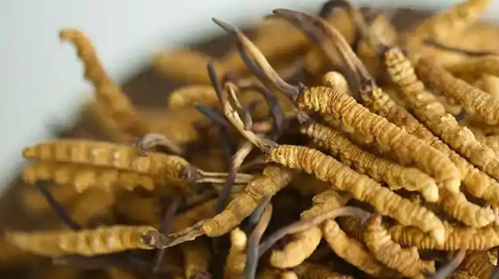 冬蟲(chóng)夏草的營(yíng)養(yǎng)成分表