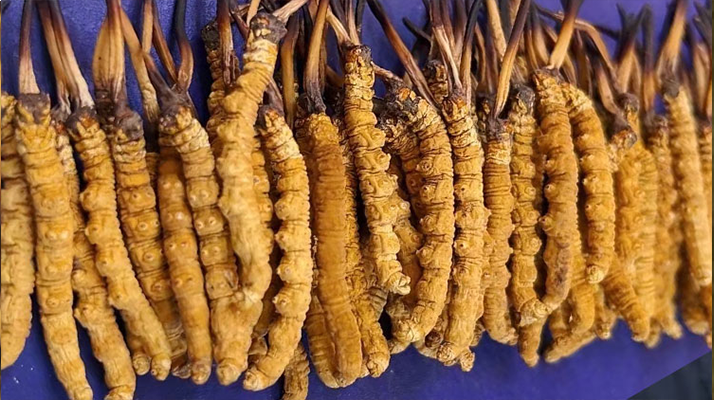 野生<a href=http://m.gzpim.com/jiage/ target=_blank class=infotextkey>冬蟲夏草價格</a>多少一斤？市場行情與價格影響因素解析