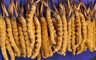 野生冬蟲夏草價格多少一斤？市場行情與價格影響因素解析