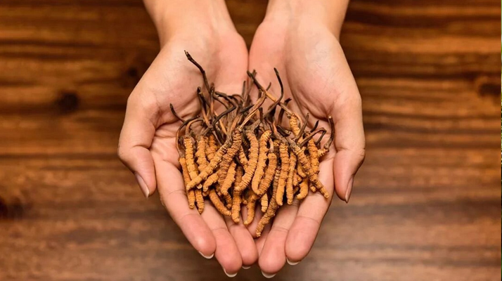 冬蟲夏草怎么食用效果好？掌握這些方法發(fā)揮最大功效