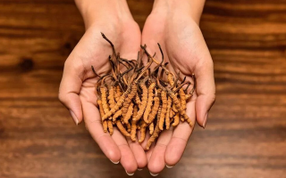 冬蟲夏草怎么食用效果好？掌握這些方法發(fā)揮最大功效