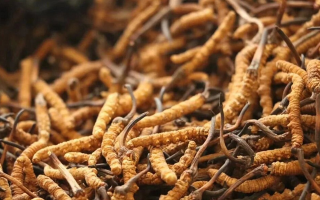 冬蟲夏草有什么好處？解密天然滋補(bǔ)品的多重健康價(jià)值