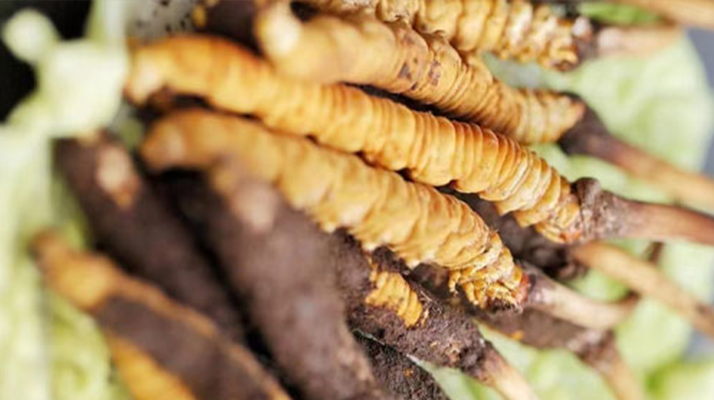 什么季節(jié)挖<a href=http://m.gzpim.com/xinxian/ target=_blank class=infotextkey>新<a href=http://m.gzpim.com/xinxian/ target=_blank class=infotextkey>鮮冬蟲夏草</a></a>？把握黃金采挖期