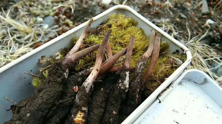 冬蟲夏草怎么辨別養(yǎng)殖的？掌握 5 大鑒別要點(diǎn)