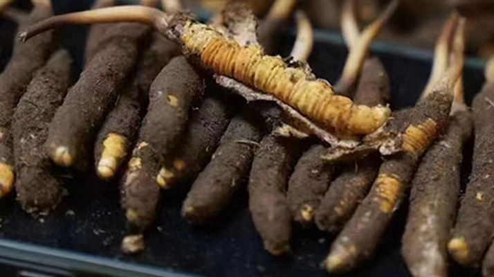 冬蟲夏草適合哪些人群？精準滋補指南