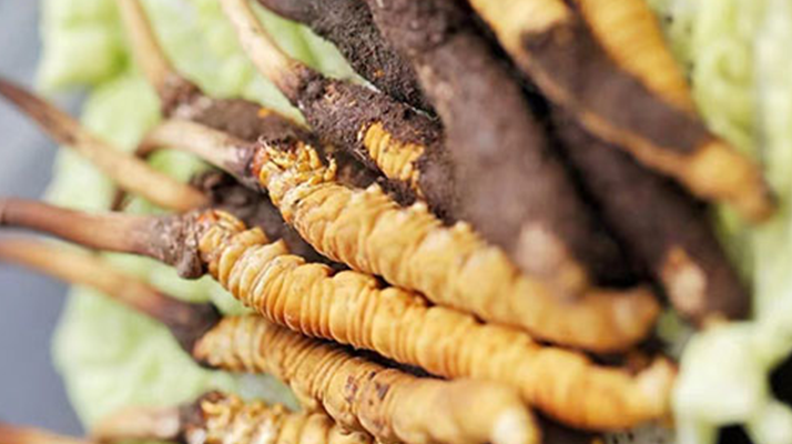 冬蟲夏草適合產(chǎn)后婦女嗎？科學(xué)滋補與恢復(fù)指南