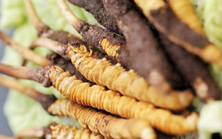 冬蟲夏草適合產(chǎn)后婦女嗎？科學(xué)滋補與恢復(fù)指南