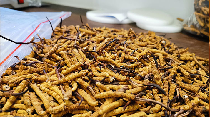 一根<a href=http://m.gzpim.com/jiage/ target=_blank class=infotextkey>冬蟲夏草多少錢</a>?解密單根蟲草的價格玄機