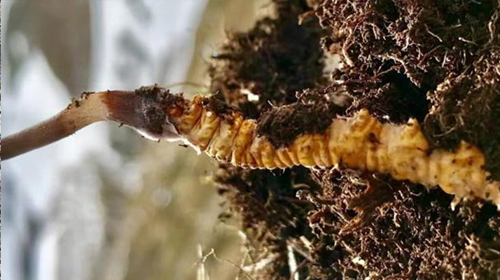 雪域黃金產地：探秘新鮮西藏冬蟲夏草直供地的天然奧秘