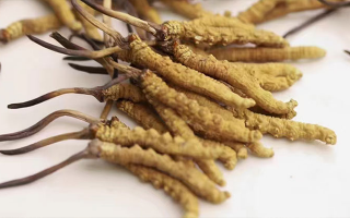 給老人送冬蟲夏草選什么好？貼心滋補禮指南