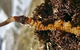 雪域黃金產地：探秘新鮮西藏冬蟲夏草直供地的天然奧秘