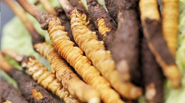 水煮<a href=http://m.gzpim.com/xinxian/ target=_blank class=infotextkey>鮮冬蟲夏草</a>的最佳方法：鎖住營養(yǎng)的科學烹煮指南