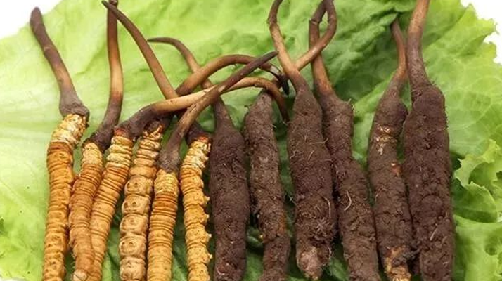 真空鎖鮮：<a href=http://m.gzpim.com/xinxian/ target=_blank class=infotextkey>新<a href=http://m.gzpim.com/xinxian/ target=_blank class=infotextkey>鮮冬蟲夏草</a></a>的科學(xué)保存方法