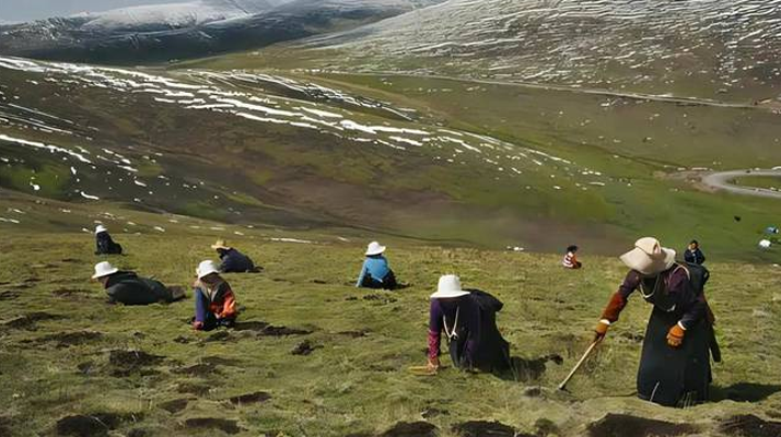 西藏鮮冬蟲夏草<a href=http://m.gzpim.com/ target=_blank class=infotextkey><a href=http://m.gzpim.com/s/nqcc/ target=_blank class=infotextkey>那曲蟲草</a></a>