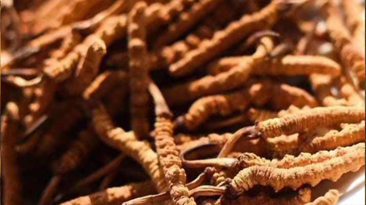 野生<a href=http://m.gzpim.com/jiage/ target=_blank class=infotextkey>冬蟲夏草多少錢</a>一克