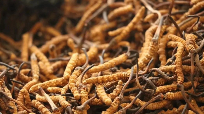 <a href=http://m.gzpim.com/ target=_blank class=infotextkey><a href=http://m.gzpim.com/s/nqcc/ target=_blank class=infotextkey>那曲冬蟲夏草</a></a>頭期草