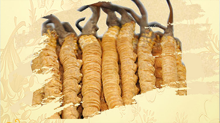 冬蟲夏草要燉多長時間