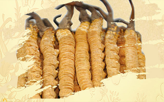 冬蟲夏草要燉多長時間