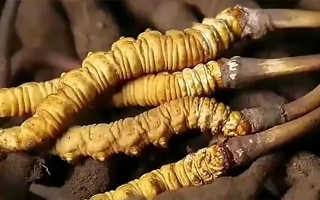 鮮冬蟲(chóng)夏草吃多久有效果