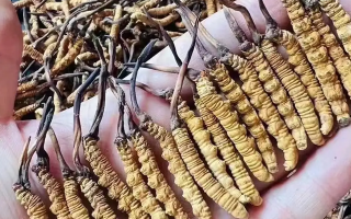 鮮的冬蟲夏草長(zhǎng)什么樣