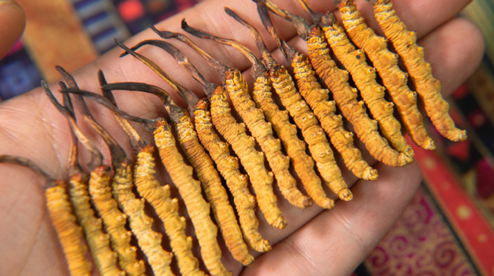 那曲<a href=http://m.gzpim.com/jiage/ target=_blank class=infotextkey>冬蟲夏草多少錢</a>一克