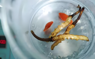 冬蟲夏草一天長多少株正常？揭開“靈芝之王”的成長秘密