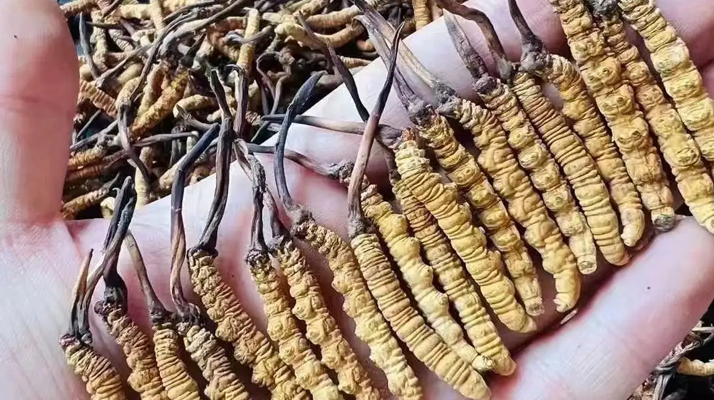 冬蟲(chóng)夏草一般多少條一克