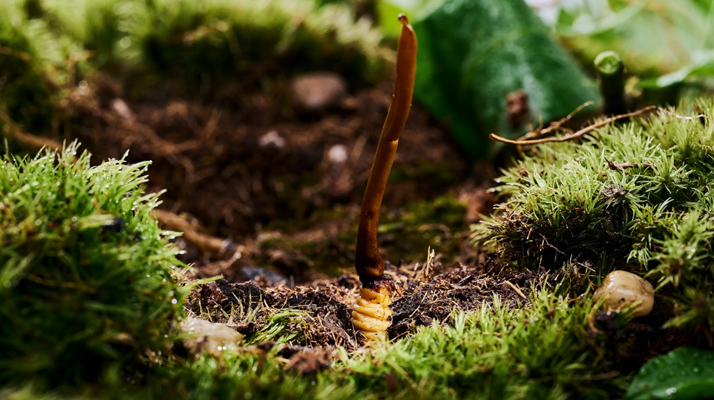 正宗那曲<a href=http://m.gzpim.com/xinxian/ target=_blank class=infotextkey>新<a href=http://m.gzpim.com/xinxian/ target=_blank class=infotextkey>鮮冬蟲(chóng)夏草價(jià)格</a></a>