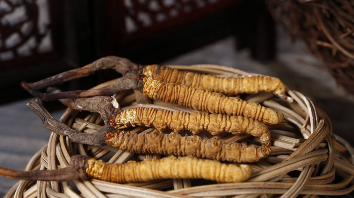 新鮮<a href=http://m.gzpim.com/jiage/ target=_blank class=infotextkey>冬蟲夏草的價(jià)格</a>一根