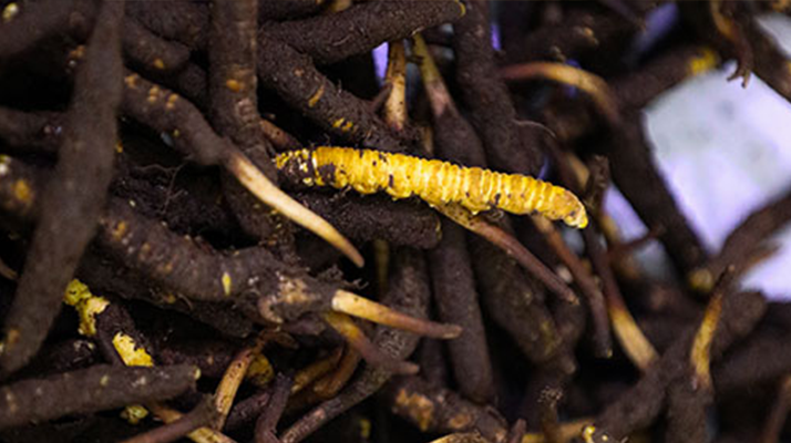 新鮮冬蟲夏草可以冷凍嗎？科學保存指南來了