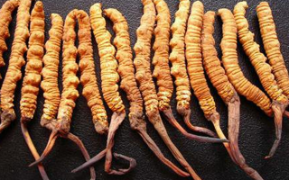 深圳冬蟲夏草價(jià)格指南：一克多少錢？
