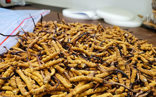 冬蟲夏草：泡水喝還是煮一下？兩種食用方式的全面對比