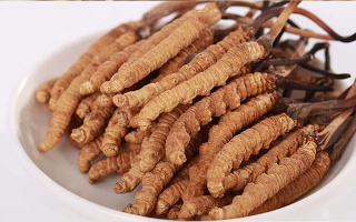 新鮮冬蟲夏草能煮水喝嗎？答案與正確方法都在這