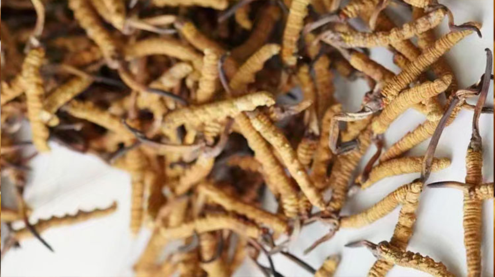 冬蟲夏草一斤多少元一根？多因素交織下的價(jià)格探秘