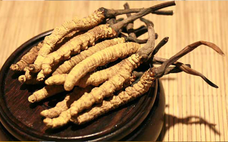 剛挖采的冬蟲夏草怎么辦？科學(xué)處理與儲存指南