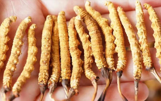 冬蟲夏草一根多少錢？價格背后的奧秘