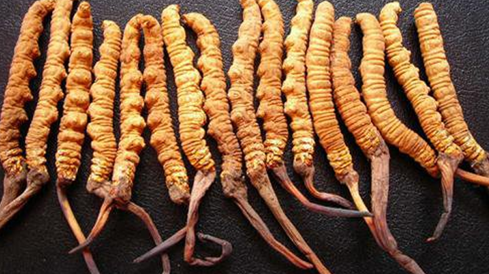 冬蟲夏草真假難辨？從味道入手，掌握實用鑒別法