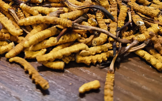 鮮冬蟲夏草煮多久？掌握時長，鎖住營養(yǎng)與鮮味