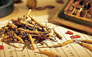 冬蟲夏草要多久才能形成？從蟲到草的時(shí)間跨度解析