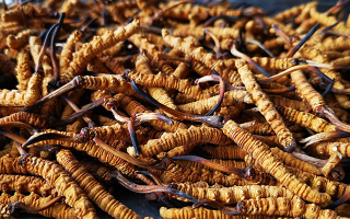 一根冬蟲夏草大概多少錢？?jī)r(jià)格背后的秘密